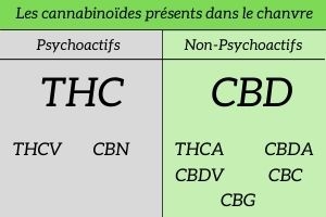 composition du cannabis sativa l